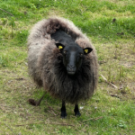 Besøg landsbyen mandag den 17. juni, når fårene skal klippes